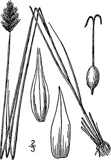 <i>Carex crawfordii</i> Species of grass-like plant
