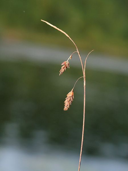 File:Carex limosa korseby.jpeg