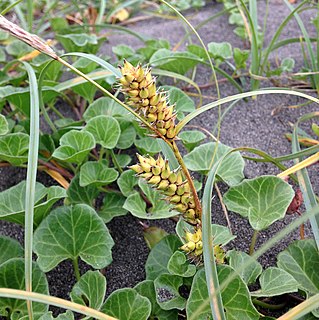 <i>Carex pumila</i> Species of grass-like plant