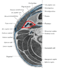 Thumbnail for Buccopharyngeal fascia