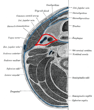 <span class="mw-page-title-main">Carotid sheath</span> Part of neck anatomy