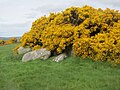 Vorschaubild für Wedge Tomb von Carrig