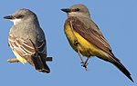 Thumbnail for File:CassinsAndWesternKingbirds.jpg