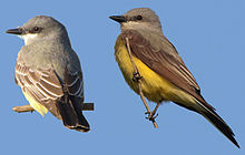 Comparison of a Cassin's (on the left) and western kingbird CassinsAndWesternKingbirds.jpg