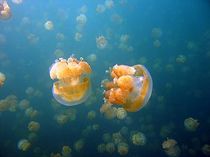 Cassiopea jellyfish.jpg