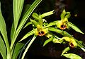 Catasetum osculatum flowers