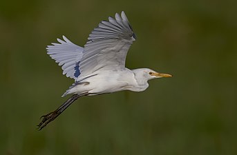 In flight