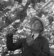 Cecil Beaton Fotoğrafları - Kadın Bahçıvanlık Koleji, Waterperry Evi, Oxfordshire, 1943 DB251.jpg