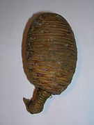 Female cone of a lebanese cedar