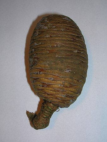 Cedar of Lebanon cone showing flecks of resin as used in the mummification of Egyptian Pharaohs.