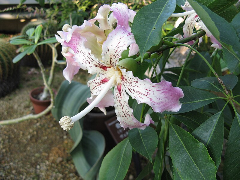 File:Ceiba speciosa8.jpg