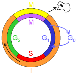 Cell cycle.png