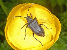 Cerambycidae - Brachyta interrogationis (black form) (female).JPG