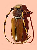 Gambar mini seharga Dorcacerus barbatus
