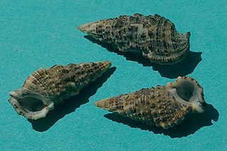 Cerithium atratum