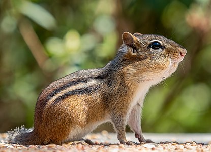 Eastern chipmunk, by Rhododendrites