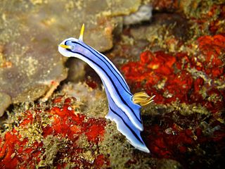 <i>Chromodoris lochi</i> species of mollusc