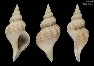 <i>Chryseofusus scissus</i> Species of gastropod