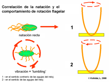 Correlation of swimming behaviour and flagellar rotation