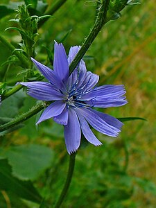 Cichorium intybus Inflorescence