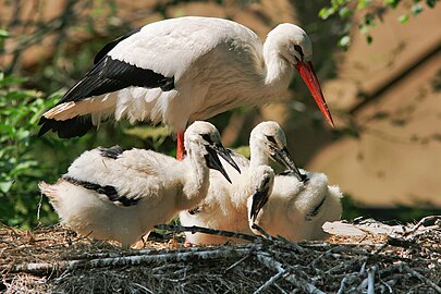 Un parent et ses cigogneaux au nid, Zoo Artis, Pays-Bas.