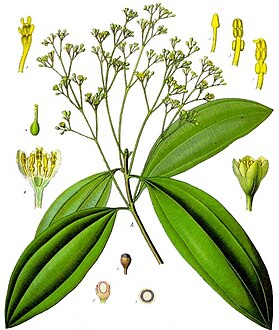 Cinnamomum aromaticum - Köhler–s Medizinal-Pflanzen-039 cropped.jpg