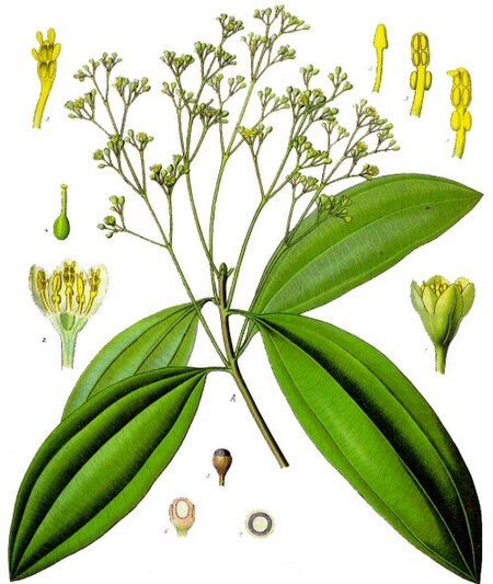 Cinnamomum_cassia