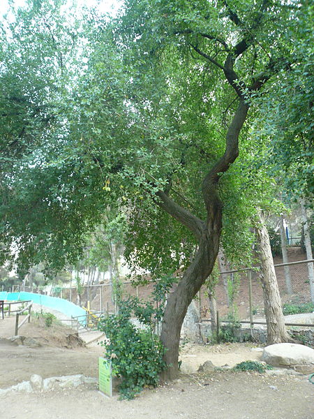 File:Cirerer de santa Llúcia del parc de l'Oreneta P1510572.jpg