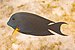 Cirujano estriado (Ctenochaetus striatus), parque nacional Ras Muhammad, Egipto, 2022-03-30, DD 05.jpg