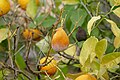 * Nomination Citrus fruits in the Jardí Botànic de Sóller --Kritzolina 08:23, 14 February 2024 (UTC) * Promotion  Support Good quality. --Poco a poco 17:41, 14 February 2024 (UTC)