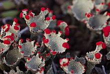 In Cladonia coccifera, the conidia are embedded in a scarlet-coloured slime on the margins of the scyphi (cups). Cladonia coccifera (8105339019).jpg