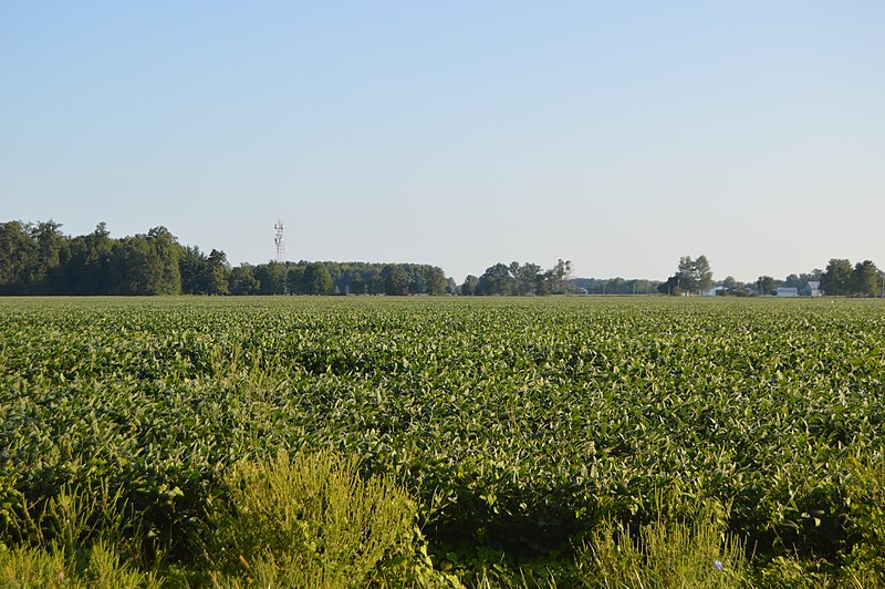 File:Clark Township soybean fields.jpg