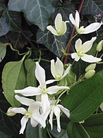 Clematis armandii