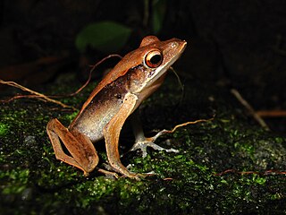 <i>Clinotarsus alticola</i> species of amphibian