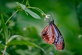 Parantica pedonga