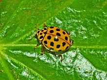 Coccinellidae - Psyllobora vigintiduopunctata.JPG