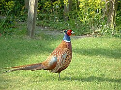 Cock Pheasant.jpg