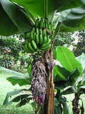Thumbnail for Banana production in Honduras