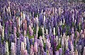 "Colorful_lupine_towers_(Unsplash).jpg" by User:Fæ