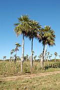 Colpothrinax wrightii, paysage (Las Barrigonas, Cuba)