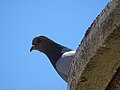 Columba livia domestica 4/5/19