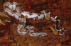 Columbian Red Tail Boa (Boa constrictor constrictor) (10642424253).jpg