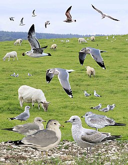 Common Gull from the Crossley ID Guide Britain and Ireland