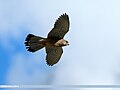 Common Kestrel (Falco tinnunculus) (20737965908).jpg