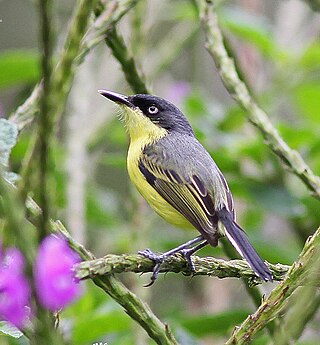 <span class="mw-page-title-main">Common tody-flycatcher</span> Species of bird