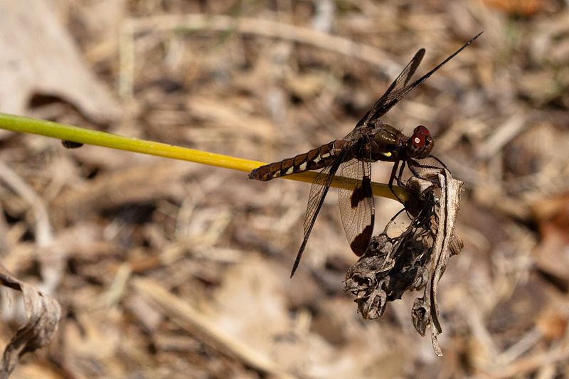 File:Common whitetail (25636983052).jpg