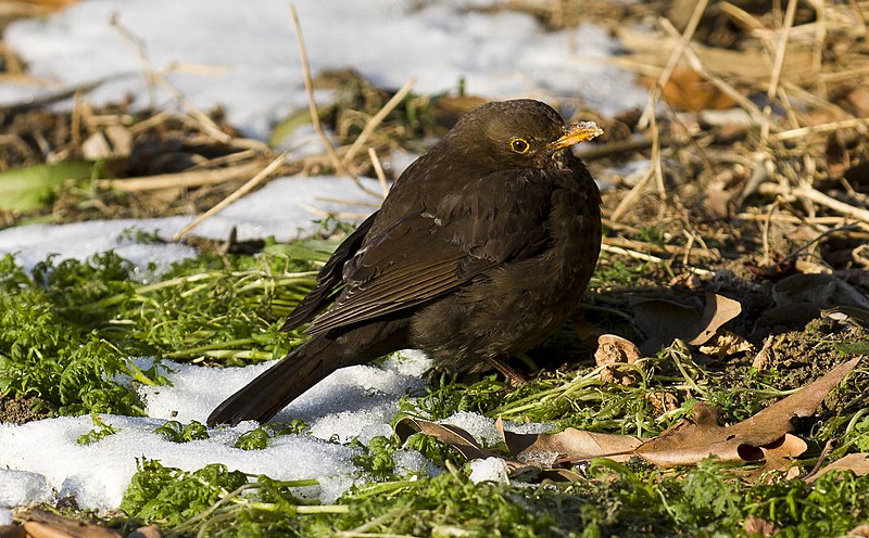 File:Compans Caffarelli - Turdus merula - 2012-2-11.jpg