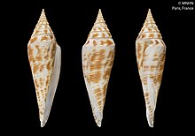 Conasprella edpetuchi (MNHN-IM-2000-30050) .jpeg