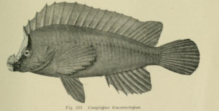 Whitenose pigfish Species of fish