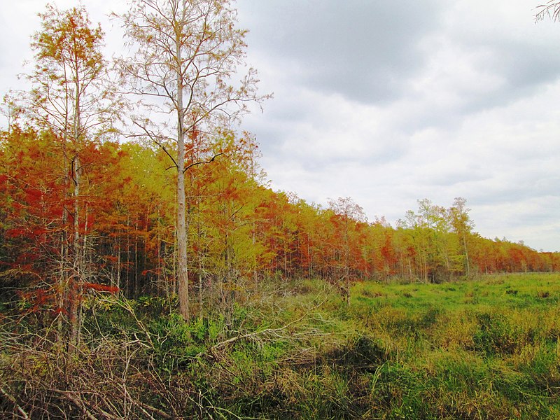 File:Corkscrew - transition from wet prairie to pond cypress.jpg